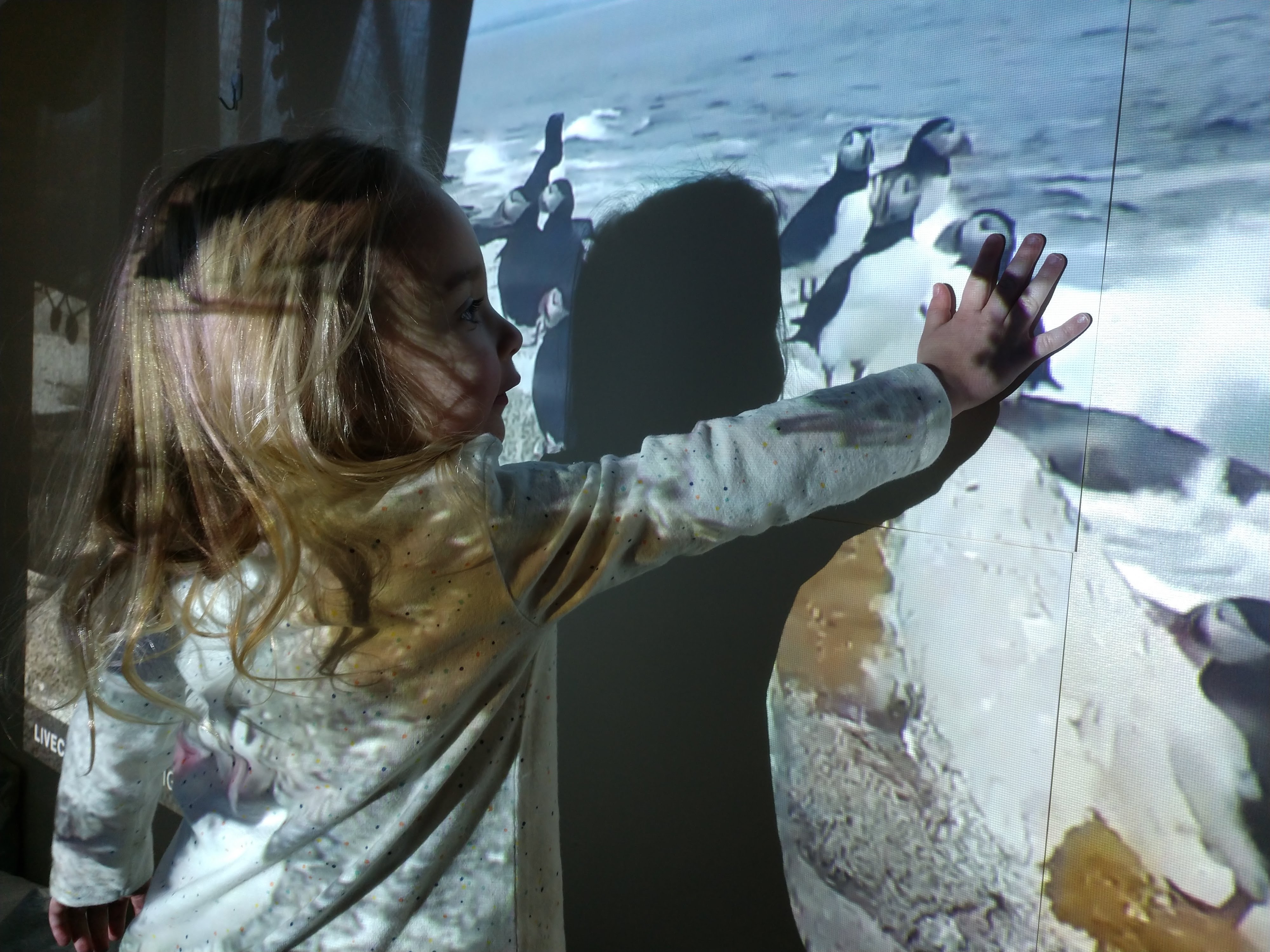 a child touch the image of a bird projected on the wall