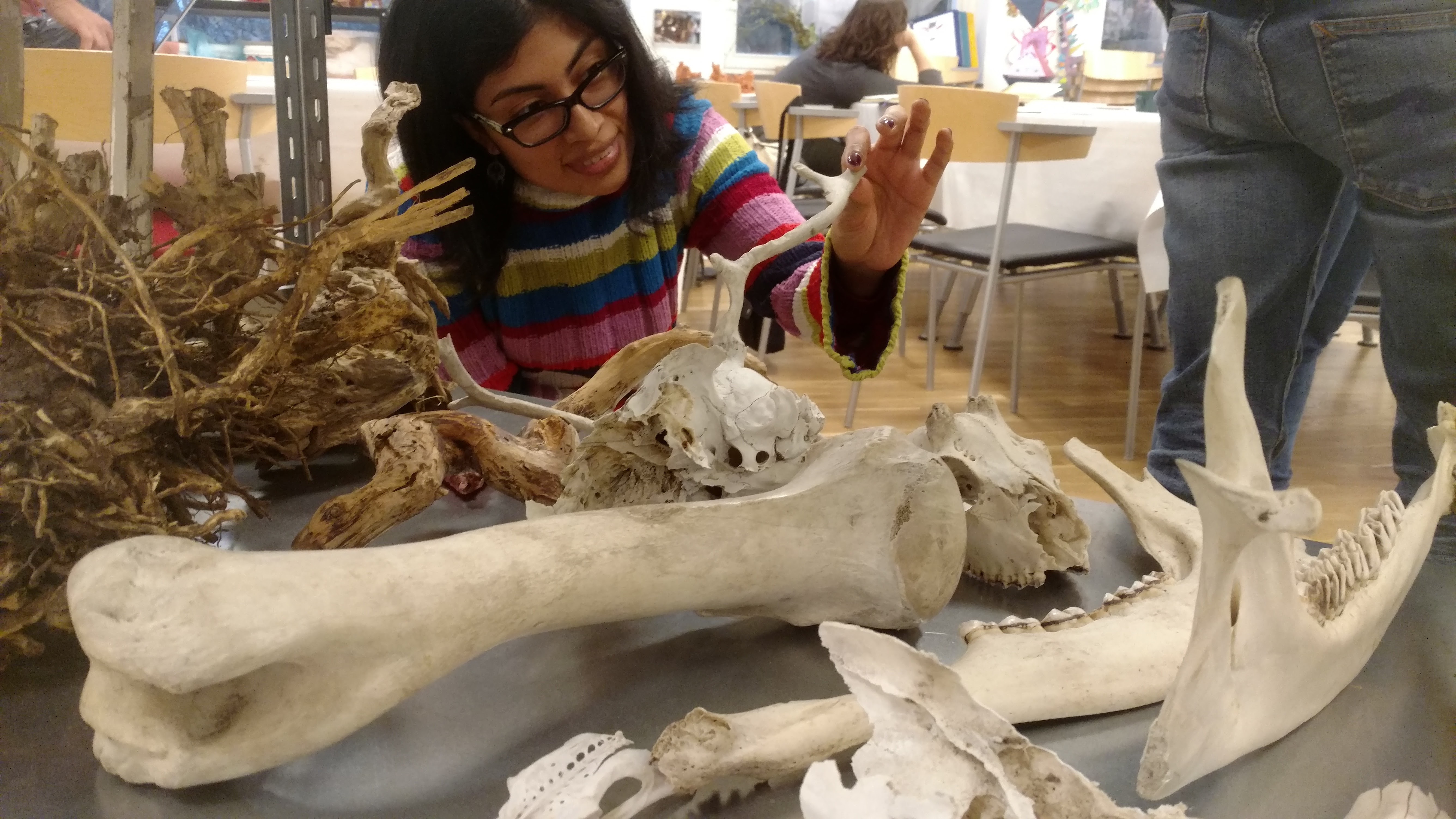 looking at animal bones