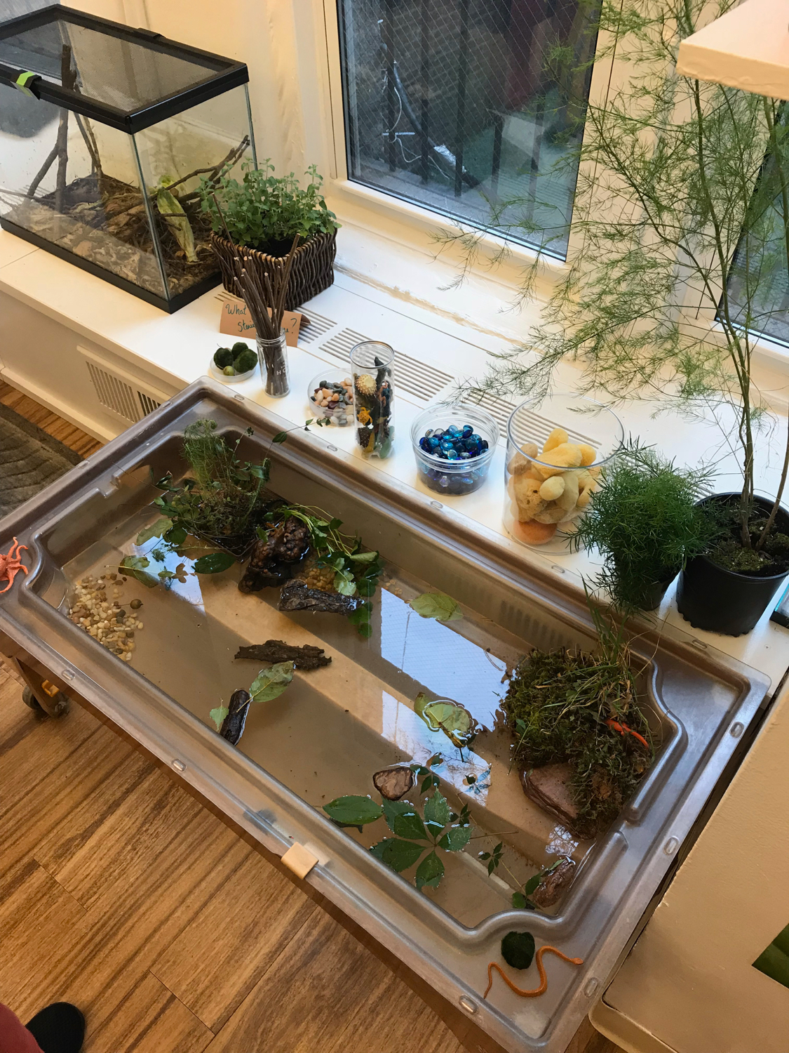 plants in water table
