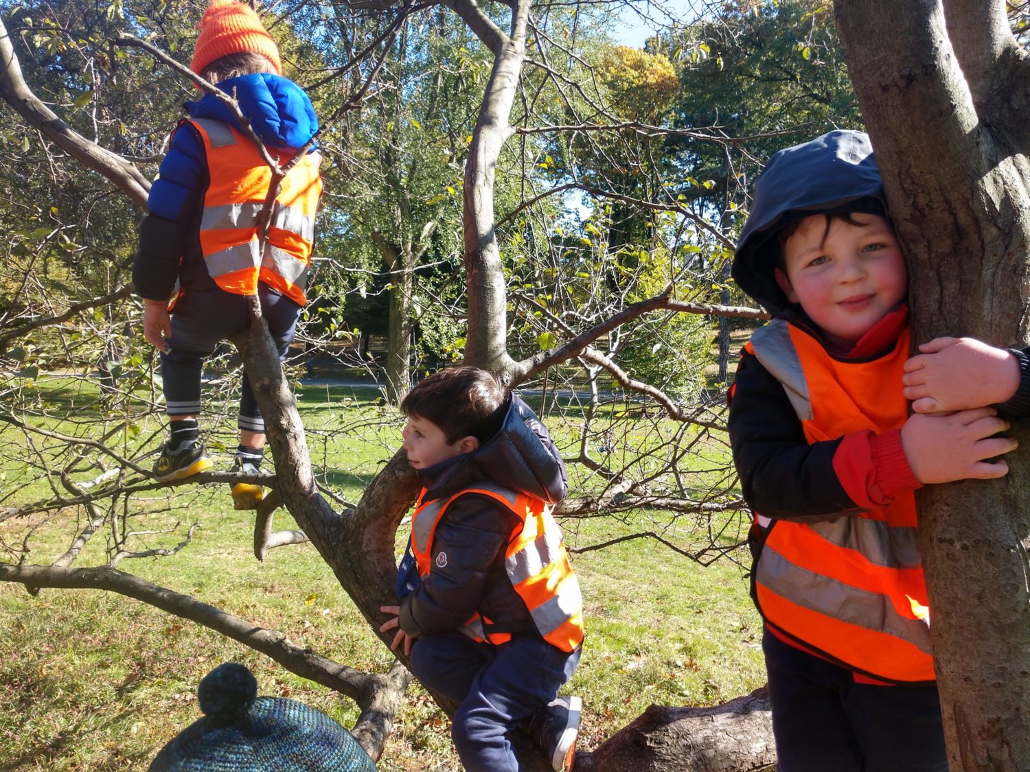 kids climbing trees