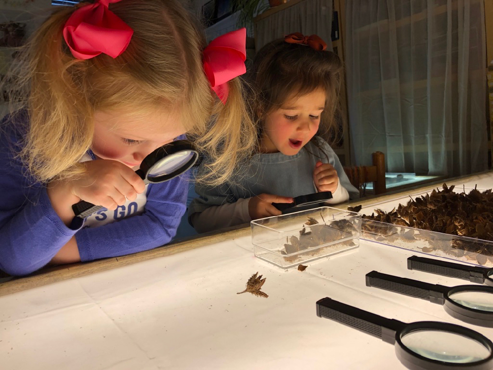 chldren looking at plants through a magnifying glass 