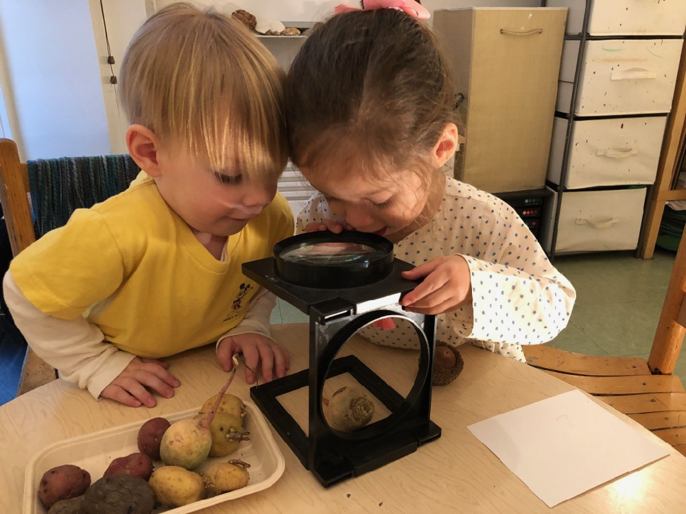 children looking at a potato with a magnifying glass
